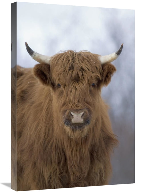 Global Gallery GCS-451945-2030-142 20 x 30 in. Cattle, A Highland